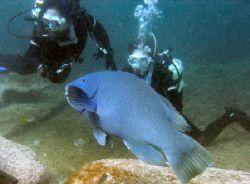 Taken during my Advanced Open Water Course, at Oak Park i... by Rebecca Wood 